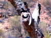 Barn Owl flies towards the camera, Alice Springs Desert Park