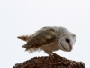 Barn Owl, Alice springs Desert Park