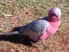 Pink and Grey Galah walks past our camp at Tom Price, Pilbara WA