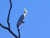 Sulphur-Crested Cockatoo, Kimberley WA