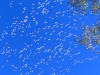 Massed Little Corellas fly overhead, Carawine Gorge, Pilbara region WA