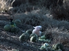 Pink Cockatoo and Australian Ringneck enjoy a feed of Bitter Melon, West MacDonnell Ranges