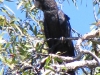 Red-Tailed Black Cockatoo