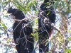 Red-Tailed Black Cockatoo, Mornington Wilderness Conservancy, Kimberley region WA