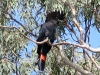 Red-Tailed Black Cockatoo, male, Brewarrina NSW