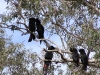 Red-Tailed Black Cockatoos, Brewarrina area NSW
