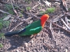 King Parrot - male - Bunya Mtns, Qld