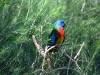 Scarlet Breasted Parrot, Rainbow Jungle, Kalbarri WA