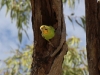 Budgerigar in nesting hollow, Todd River nth of Alice Springs NT