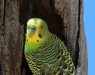 Close-up of Budgerigar at its nesting hollow, Todd River nth of Alice Springs