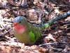 Princess Parrot, Alice Springs Desert Park