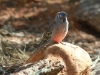 Bourke's Parrot, Alice Springs Desert Park