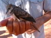 Peaceful Dove being banded at Broome Bird Observatory, WA