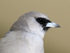 Black-Faced Woodswallow