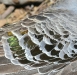 Common Bronzewing, close-up of wing
