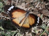 Butterfly at our Alice Springs campsite