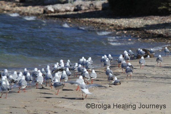Silver Gulls line the shore of Surfleet Cove