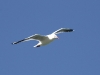 A Silver Gull in flight