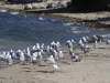 Silver Gulls line the shore of Surfleet Cove