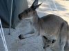 Caught in the act.  Mother Western Grey Kangaroo had just relieved us of $10 worth of bananas while we were out walking