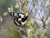 Butterfly at Surfleet Cove