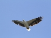A White Bellied Sea Eagle flies overhead