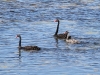 Black Swans pass Surfleet Cove