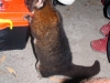 Common Brushtail Possum, helps itself at our campsite, Waychinicup Ntl Pk, WA