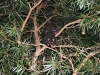Western Ringtail Possums, Busselton WA