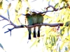 Another view of the three Rainbow Bee-Eaters huddling together in the cool morning air at Ragged Hills Gold Mine, Pilbara WA