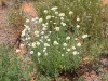 Poached Egg Daisy - everywhere at Rainbow Valley