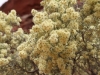 Close-up of Desert Honey Melaleuca
