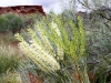 Large wildflower, the Rattlepod Grevillea
