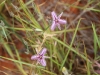 Fringed Lily - the last thing I expected to find in central Australia 