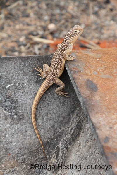The boss Central Netted Dragon - the firepit was all his, and he would chase and bite the smaller lizards.  Mean but beautiful