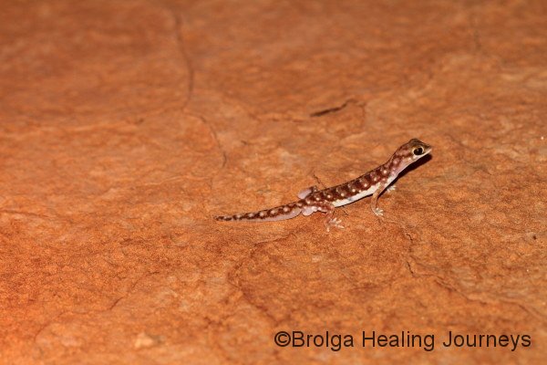 Another small Gecko on edge of clay pan.  This one had a longer tail