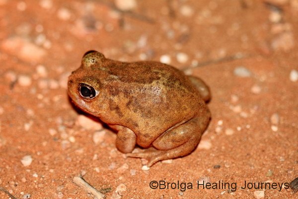 A Burrowing Frog (I think called the Trilling Frog).  I almost trod on this little fellow as we walked along spot-lighting