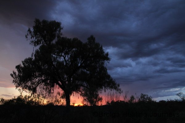 Desert Oak sunset at Kings Creek Station