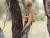 Central Bearded Dragon.  He shot up the tree after some Wrens