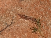 Gecko on edge of clay pan. Tiny tail in early stages of regrowth