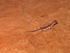 Another small Gecko on edge of clay pan.  This one had a longer tail