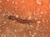 Another little Gecko