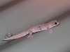 Gecko on outside of toilet.