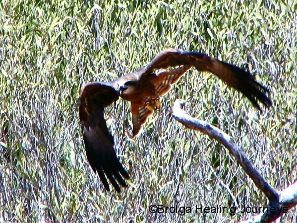Whistling Kite, Alice Springs Desert Park
