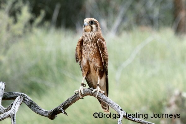 Brown Falcon, Alice Springs Desert Park