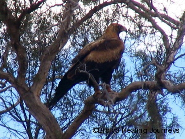 Wedge-Tailed Eagle, Wooramel River, Murchison region WA