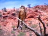 Brown Falcon, Alice Springs Desert Park