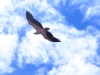 White-Bellied Sea Eagle, Carawine Gorge, the Pilbara WA