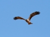 Black Kite, Alice Springs region