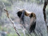 Whistling Kite, Alice Springs Desert Park